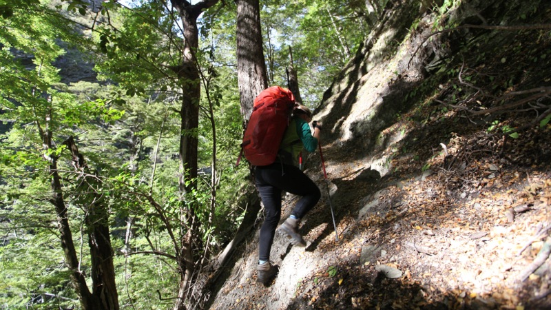 Nicky Climbing Through Beautiful Beech Forest