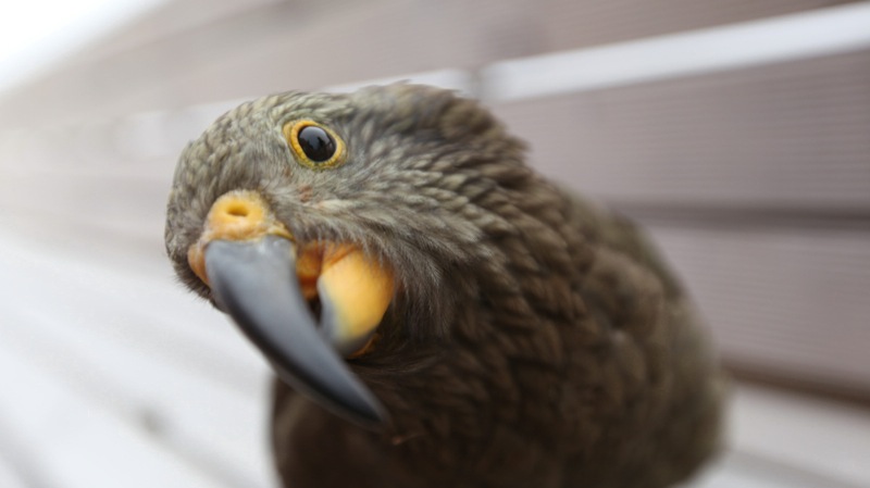Cheeky Beaky Resident at Muller Hut ( big kea face )