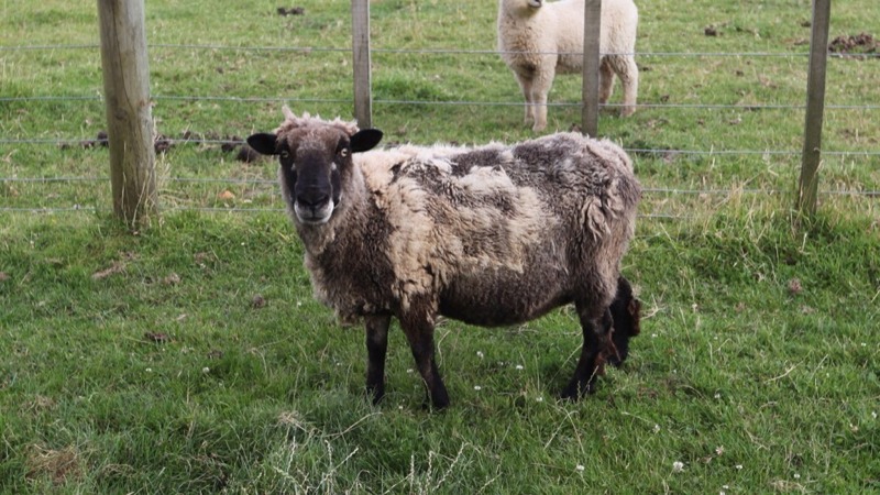 Mangy Sheep