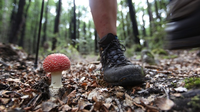 Don't Step on the Cute Toadstool