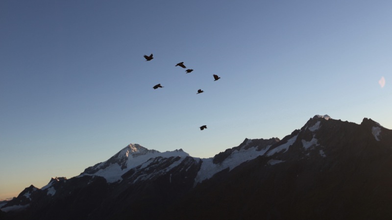 Flock of Kea in front of Mt Aspiring