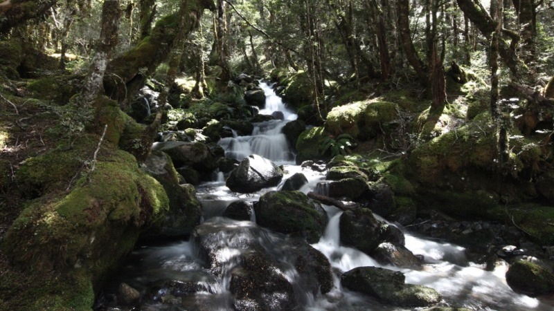 Pretty side stream through Goblin Forest