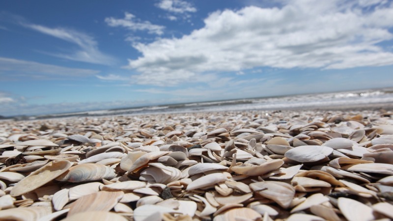 Shells on Paekakariki beach